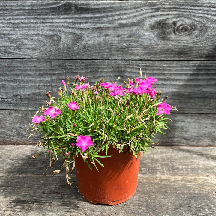 Dianthus gratianopolitanus 'Firewitch' ~ Firewitch Dianthus, Cheddar Pink