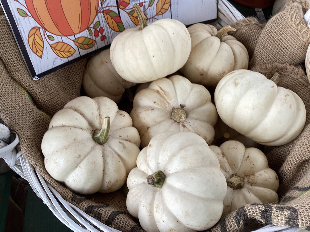 Pumpkin - Baby Boo