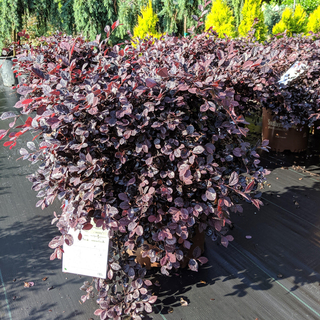 Loropetalum chinense 'Shang-hi' PP18,331 ~ Purple Diamond® Fringe Flower