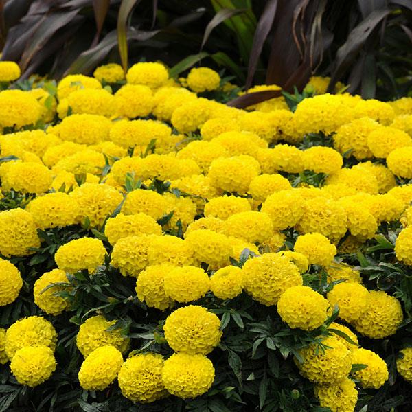 Tagetes erecta 'PAS106054' ~ Taishan® Yellow African Marigold