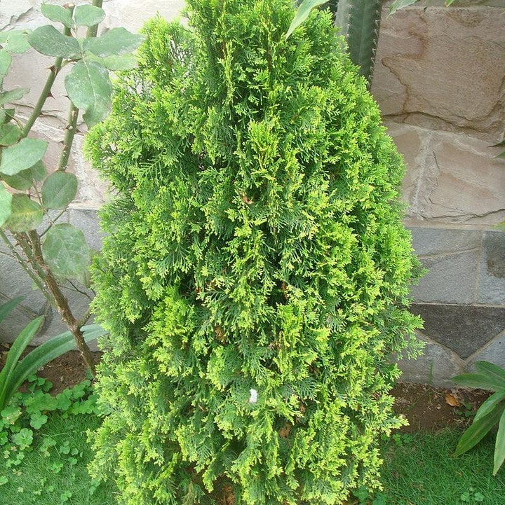 Thuja occidentalis 'RUTTHU5' ~ First Editions® Tall Guy™ Arborvitae