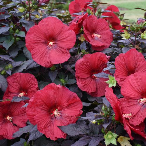 Hibiscus 'Holy Grail' ~ Summerific® Holy Grail Hibiscus