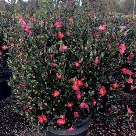 Camellia sasanqua 'Yuletide' ~ Yuletide Camellia