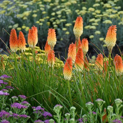 Kniphofia 'Hot and Cold' PP31185 ~ PW® Pyromania® Hot and Cold Red Hot Poker