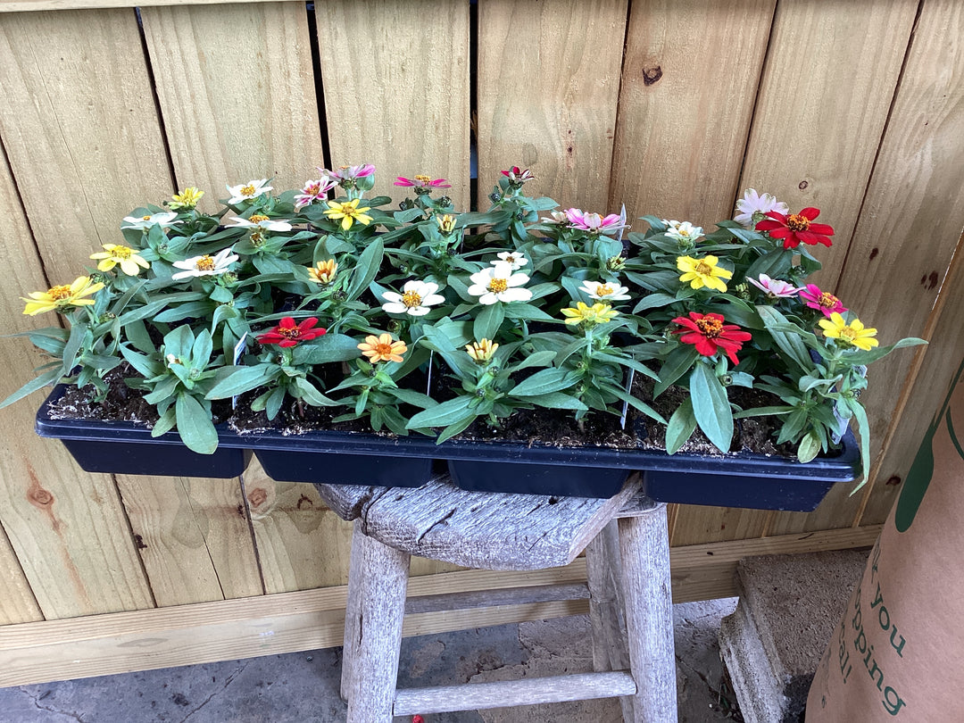 Flat - 4 pack Annual FLOWER