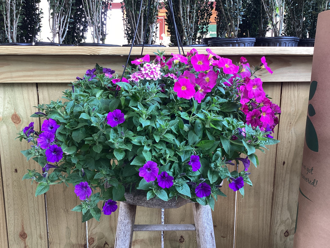 HB Hanging Basket - Annual Premium