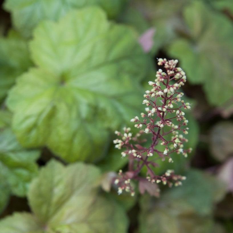 Heuchera 'Southern Comfort' ~ Southern Comfort Coral Bells, Heuchera