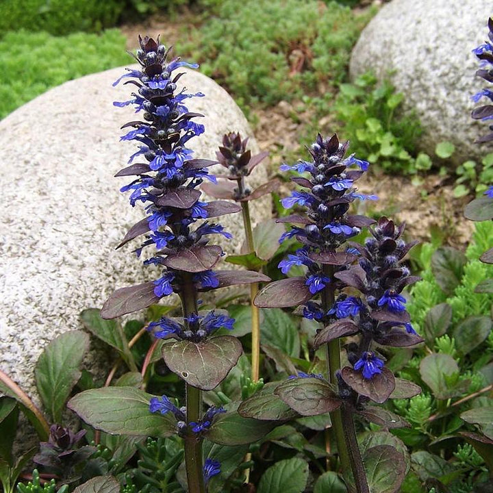 Ajuga reptans 'Bronze Beauty' ~ Bronze Beauty Bugleweed