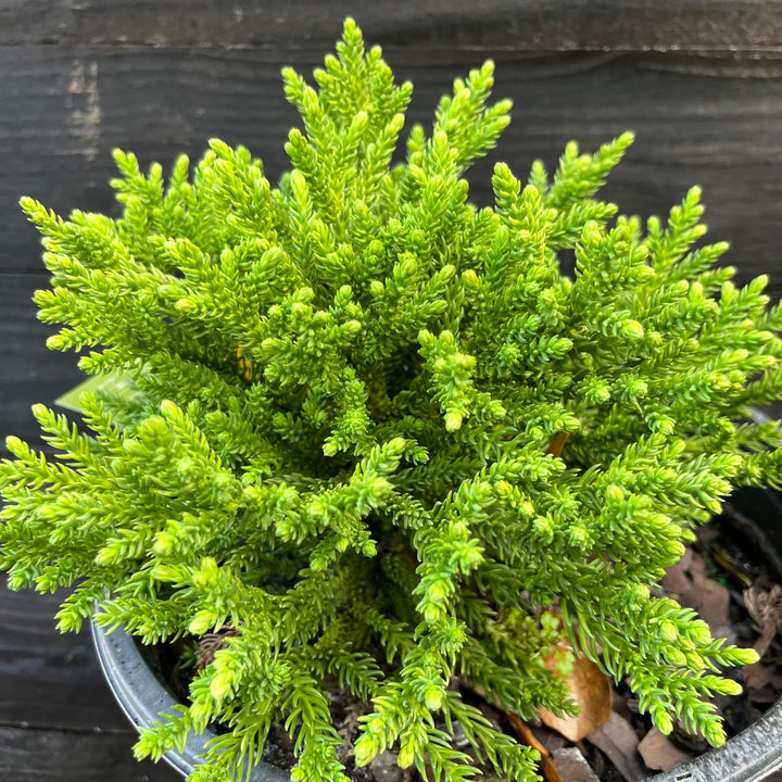 Cryptomeria japonica 'sPg-3-014' ~ Dragon Prince™ Japanese Cedar