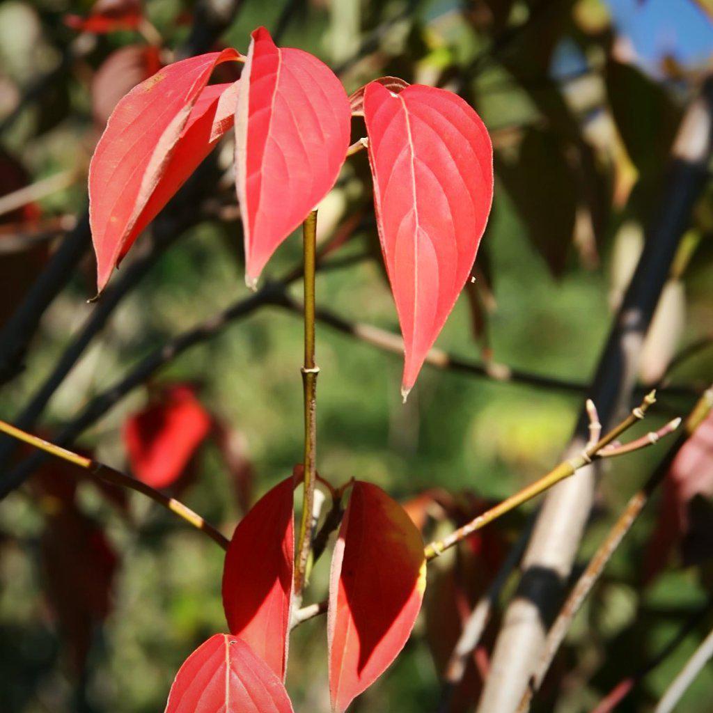 Cornus kousa x 'Rutgan' ~ Stellar Pink Dogwood