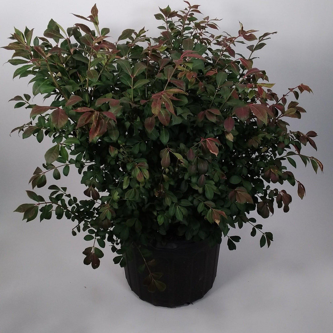 Euonymus alatus 'Compactus' ~ Dwarf Burning Bush