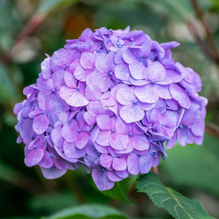 Hydrangea macrophylla 'Bailmer’ ~ Endless Summer® The Original Hydrangea