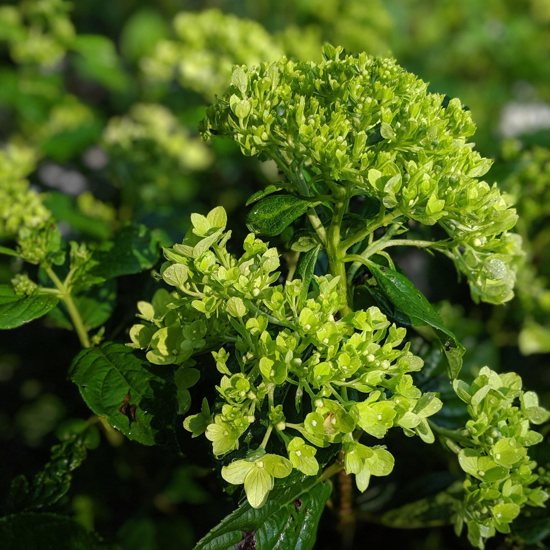 Hydrangea paniculata 'Jane' PP22,330 ~ Proven Winners® Little Lime® Hydrangea