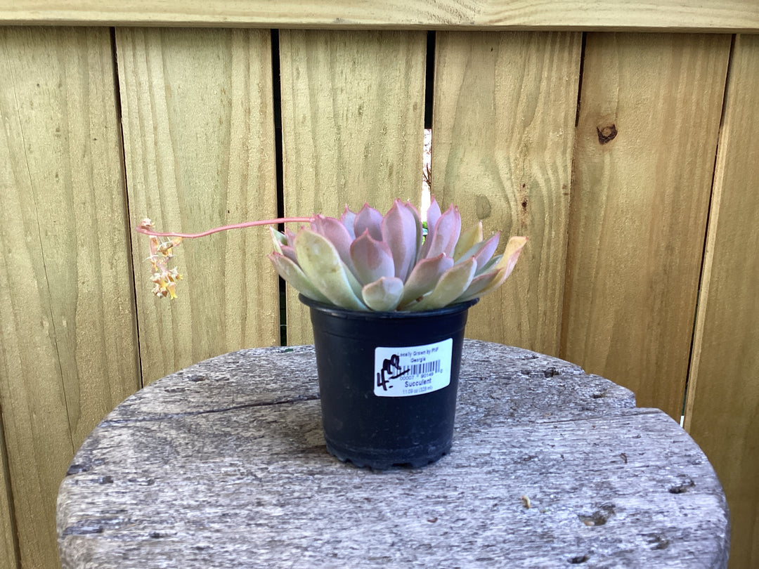 Succulent (echeveria)