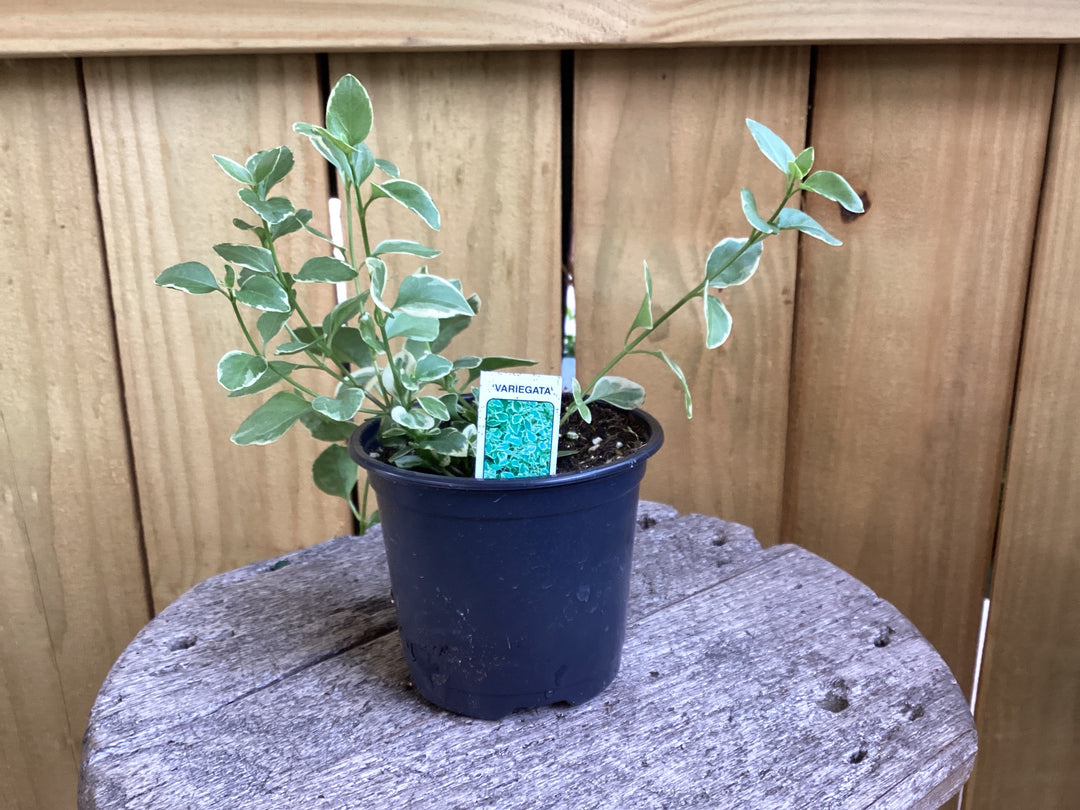 Vinca major ~ Variegated Periwinkle