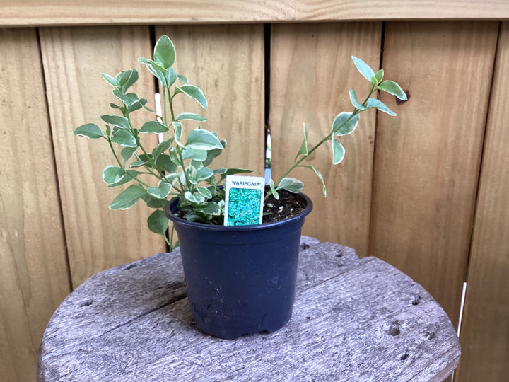 Vinca major ~ Variegated Periwinkle