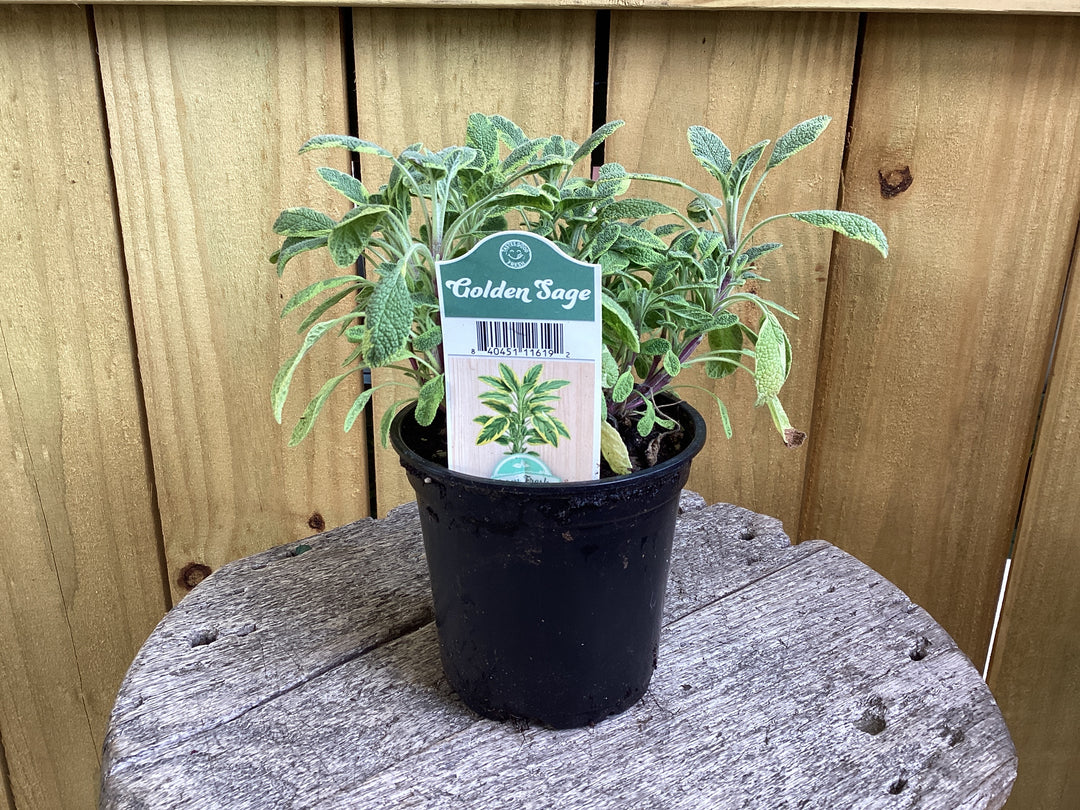 4 inch - Annual HERB