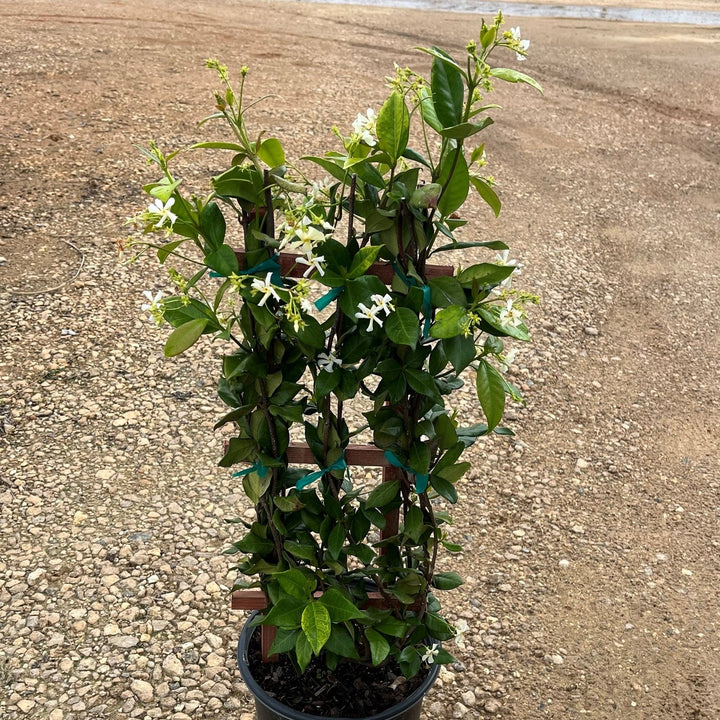 Trachelospermum jasminoides ~ Confederate Jasmine, Star Jasmine