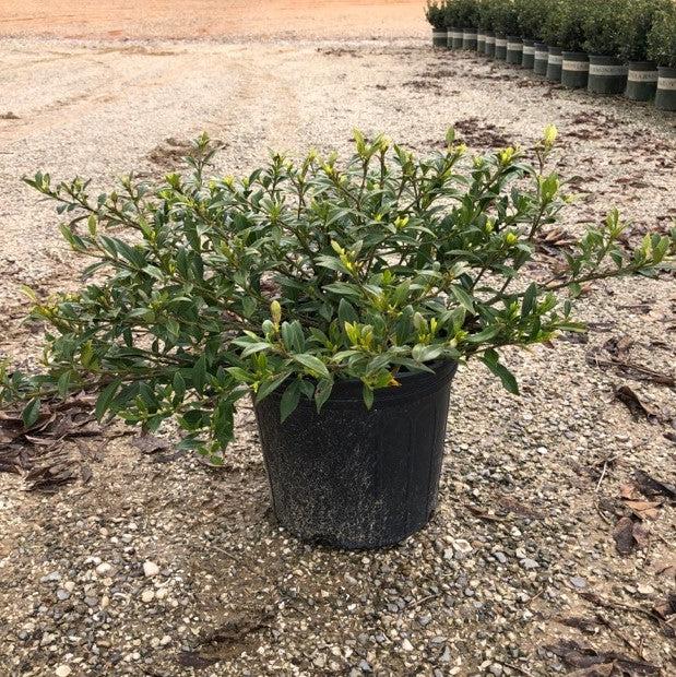 Gardenia jasminoides 'Radicans' ~ Miniature Gardenia