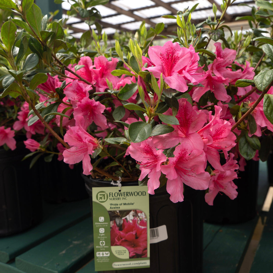 Azalea x 'Pride of Mobile' ~ Pride of Mobile Azalea