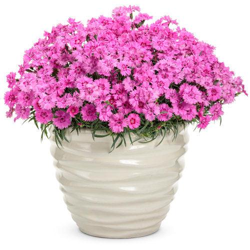 Dianthus 'Paint the Town Fancy' ~ Paint the Town Fancy Dianthus