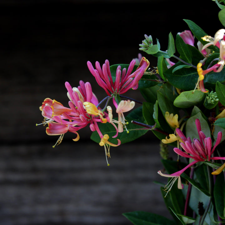 Lonicera × heckrottii 'Goldflame' ~ Goldflame Honeysuckle