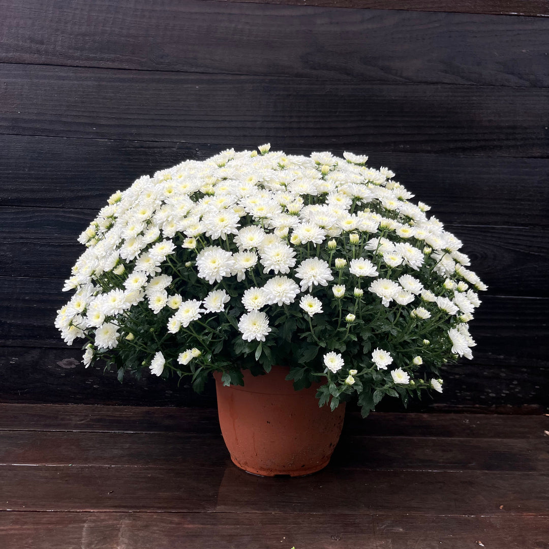 ~ Garden Mums, Assorted Colors