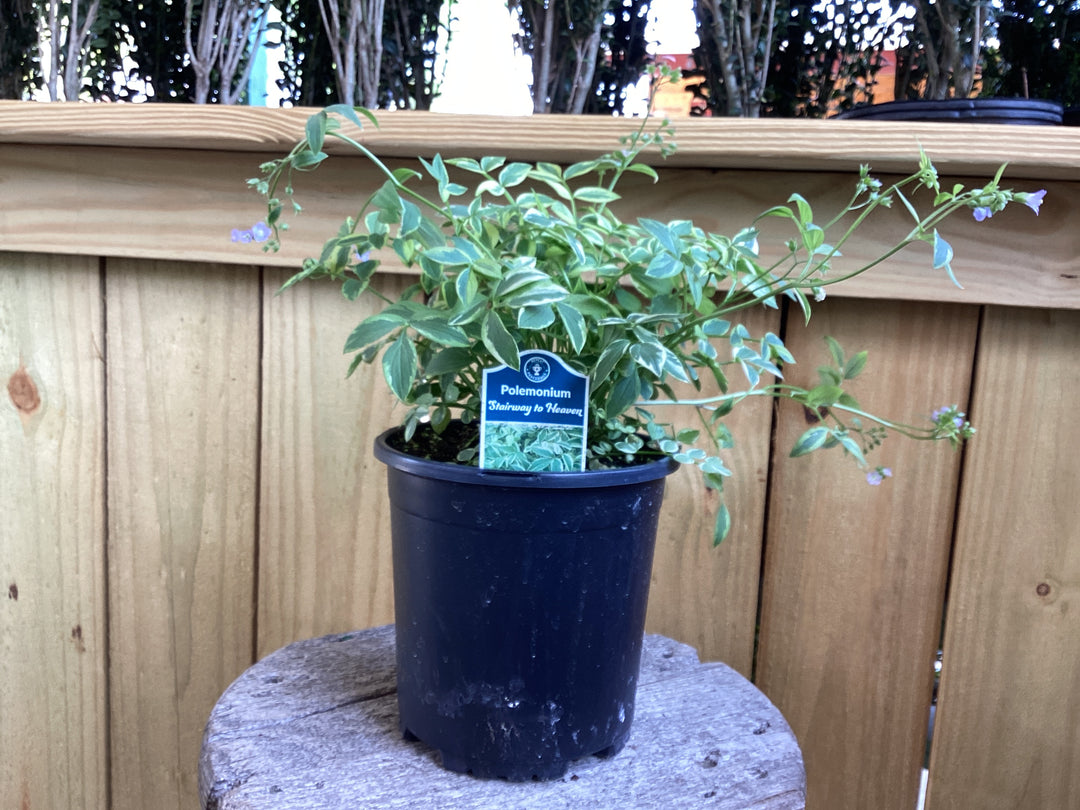 Jacob's Ladder (Polemonium) - Assorted