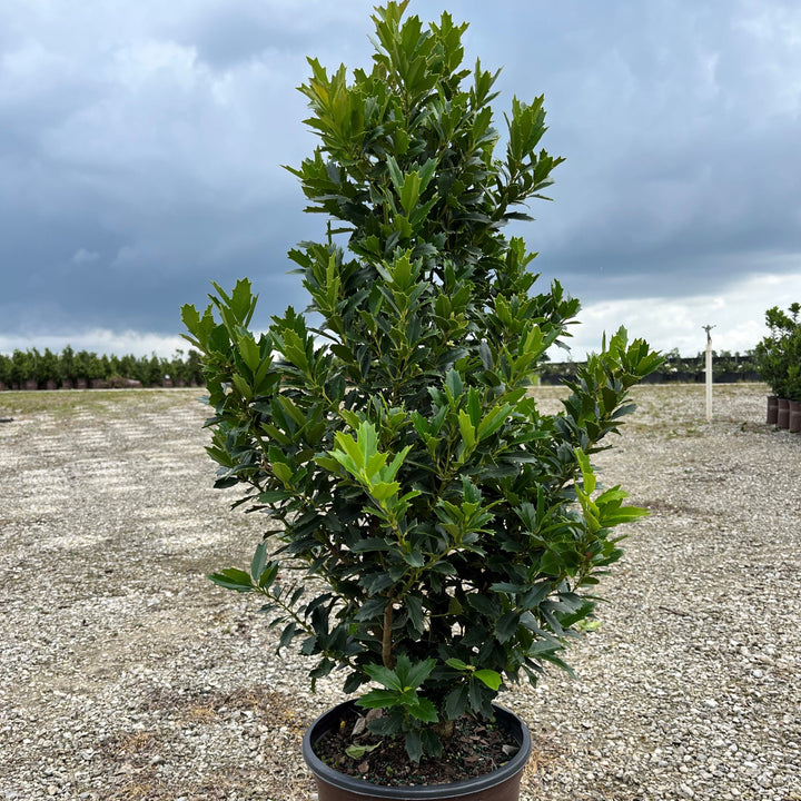 Ilex 'Magland' ~ Oakland Holly