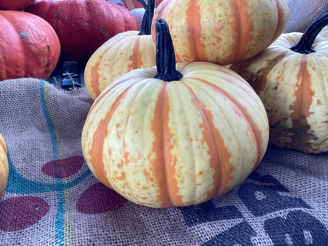 Pumpkin- Sunglow