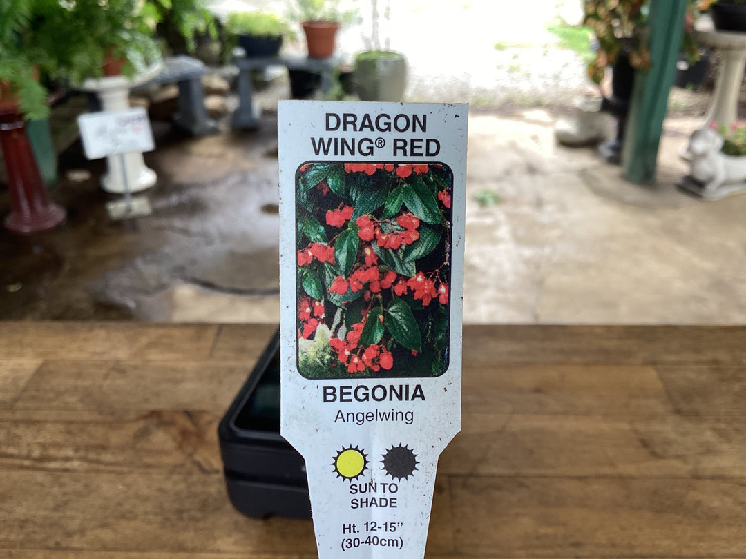 6 inch Angel Wing Begonia