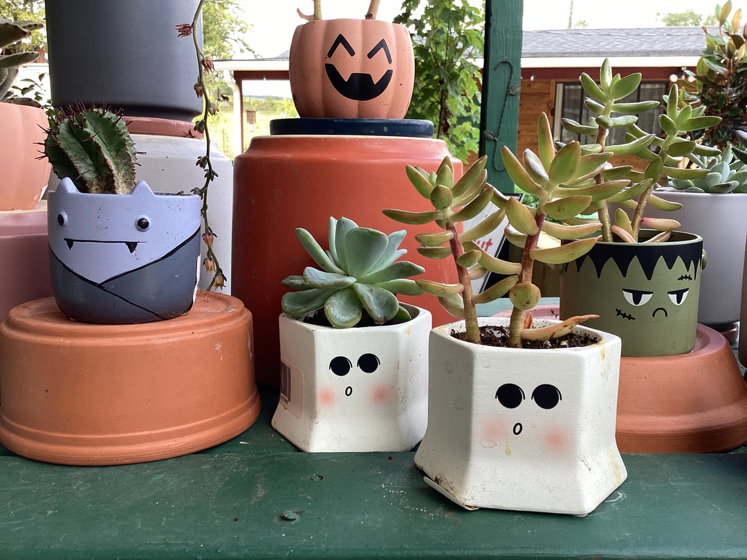 Halloween planter succulent