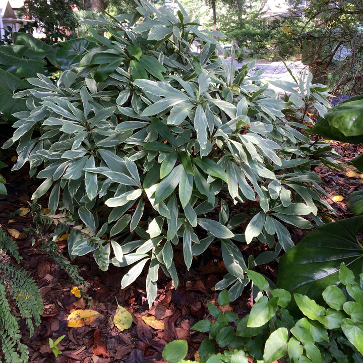 Illicium floridanum 'Grey Ghost' ~ Grey Ghost Anise