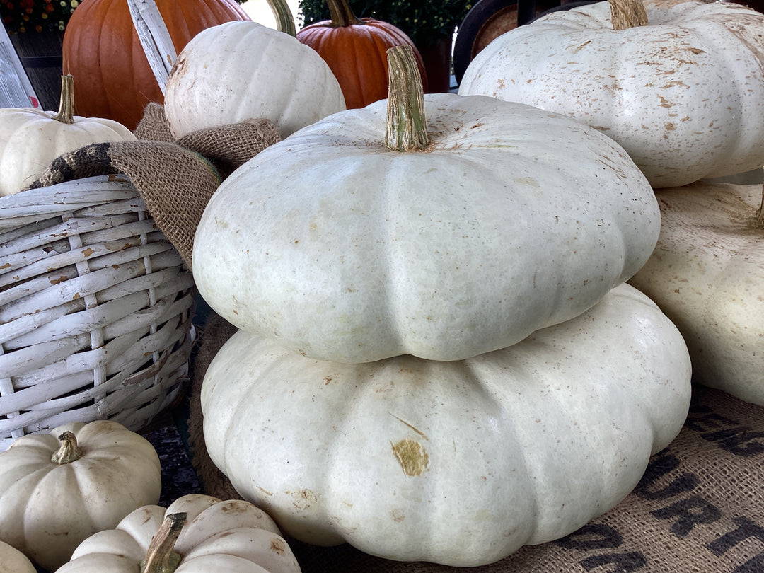 Pumpkin - Cinderella or Warty