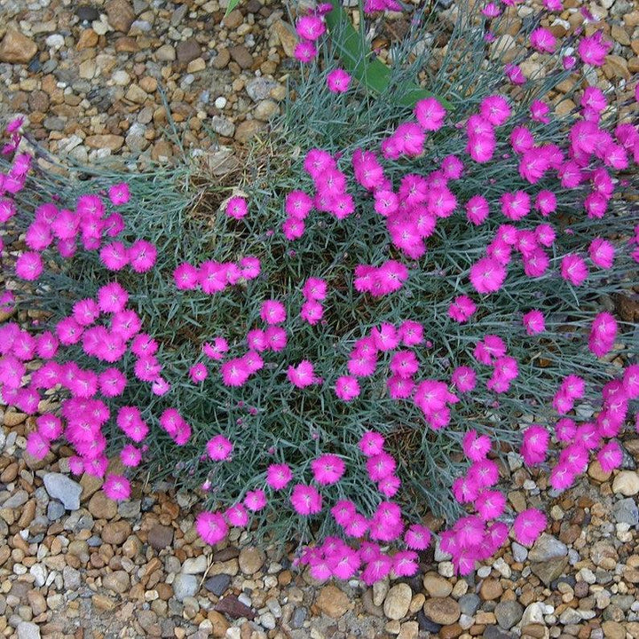 Dianthus gratianopolitanus 'Firewitch' ~ Firewitch Dianthus, Cheddar Pink