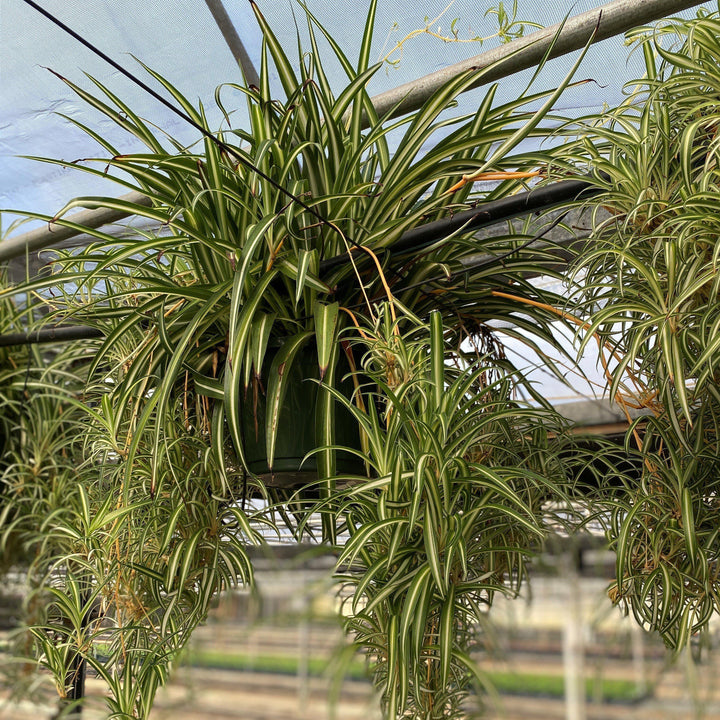 Chlorophytum comosum ~ Spider Plant