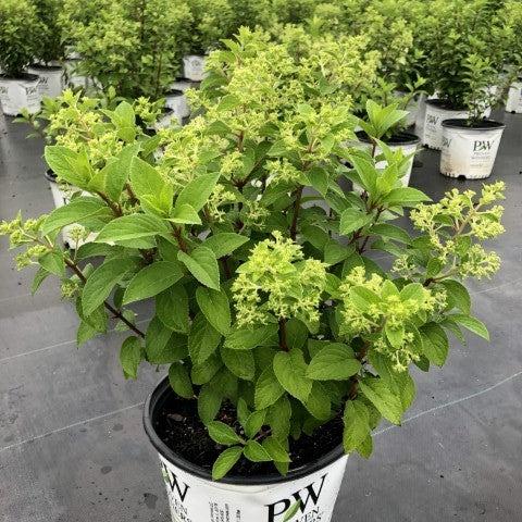 Hydrangea paniculata 'Ilvobo' PP22782 ~ Proven Winners® Color Choice® Bobo® Hydrangea