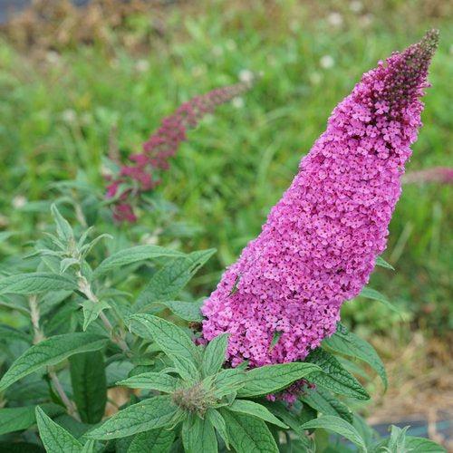 Buddleia davidii SMNBDB' ~ Pugster Pinker® Dwarf Butterfly Bush