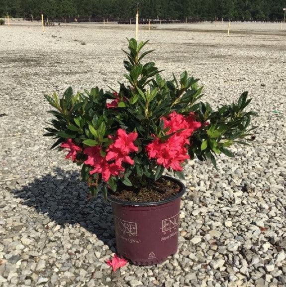 Rhododendron ‘Roblef’ ~ Encore® Autumn Sundance™ Azalea