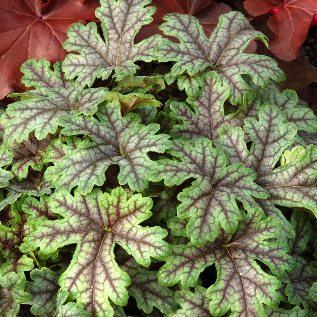 Heucherella ‘Tapestry’ ~ Tapestry Foamy Bells