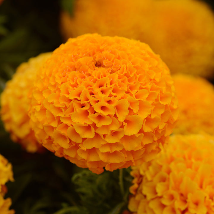 Tagetes erecta 'PAS1060545' ~ Taishan® Orange African Marigold