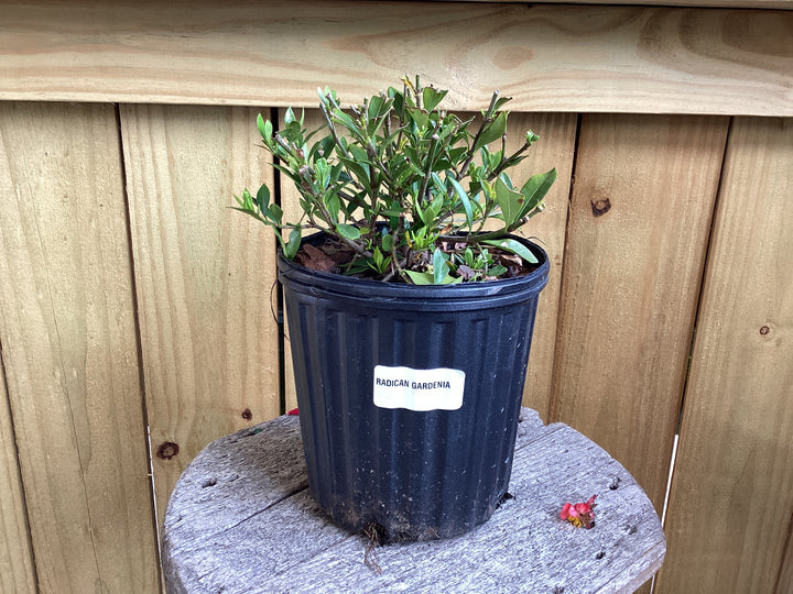 Gardenia Shrub - Assorted #1
