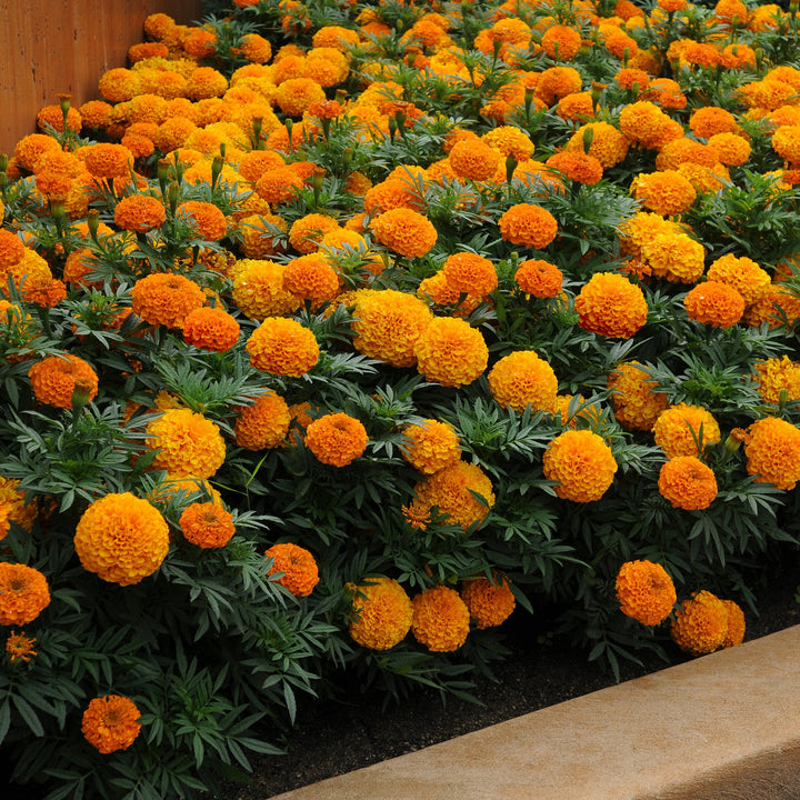 Tagetes erecta 'PAS1060545' ~ Taishan® Orange African Marigold