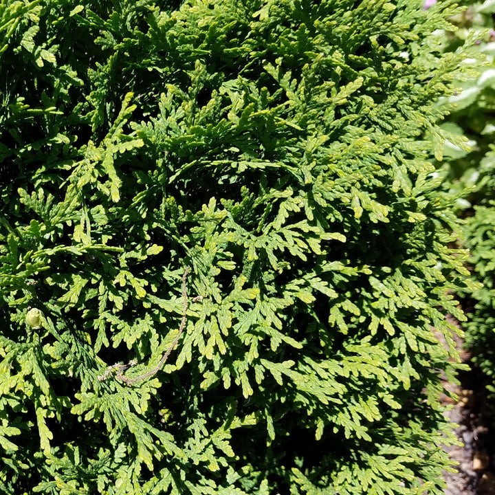 Thuja occidentalis 'RUTTHU4' ~ Planet Earth® Arborvitae