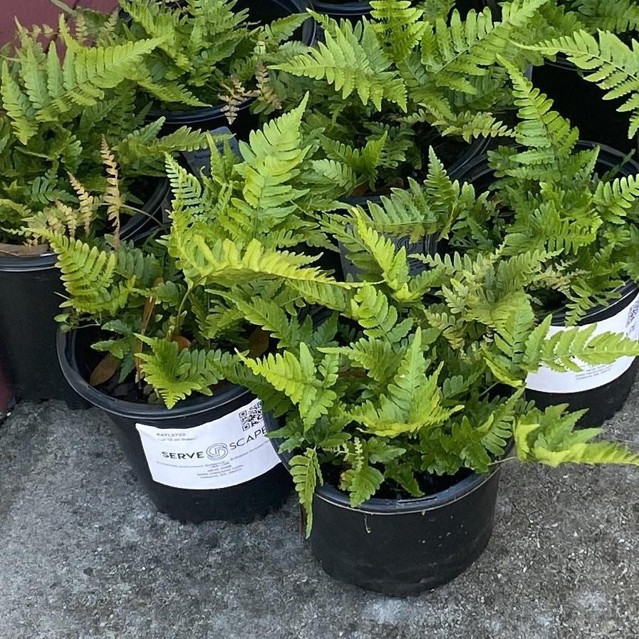 Dryopteris erythrosora 'Brilliance' ~ Brilliance Autumn Fern