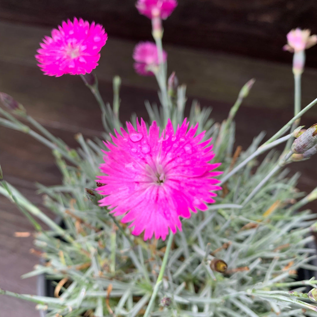 Dianthus gratianopolitanus 'Firewitch' ~ Firewitch Dianthus, Cheddar Pink