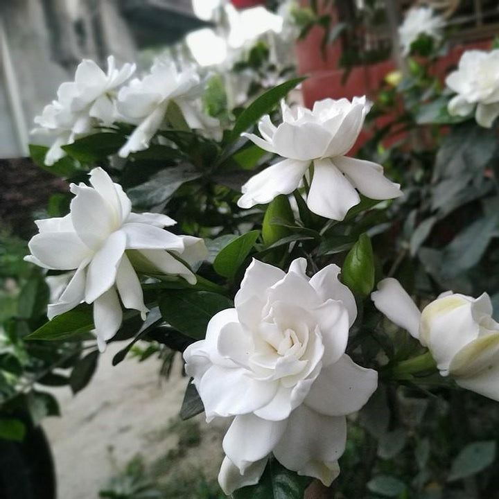 Gardenia jasminoides 'Frost Proof' ~ Frost Proof Gardenia