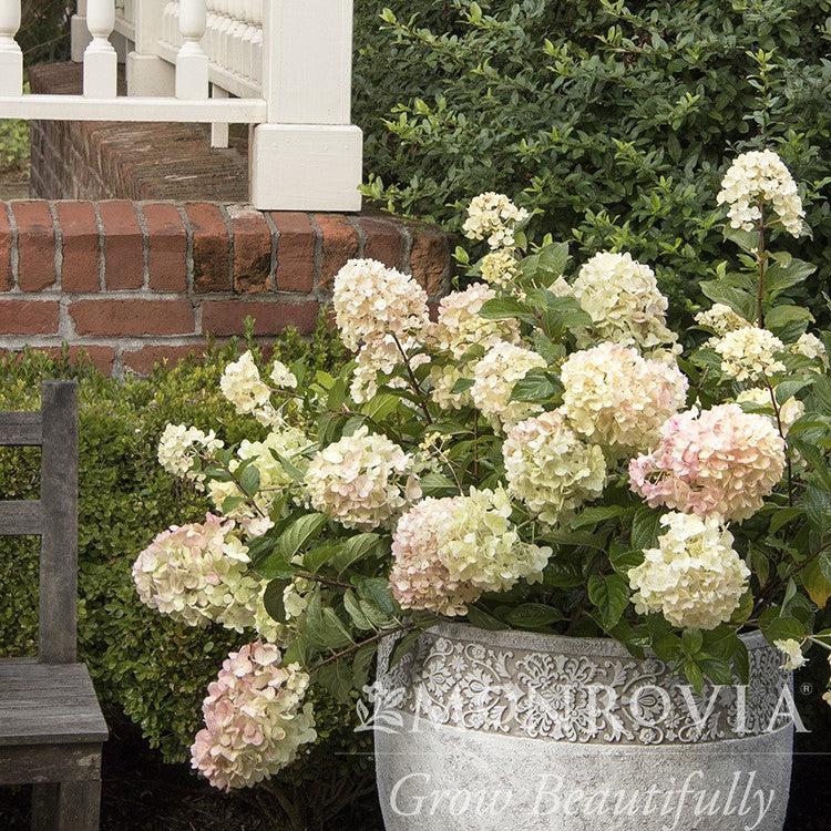 Hydrangea paniculata 'SMHPCW' PP #28,699 ~ Monrovia® Strawberry Shake™ Hydrangea