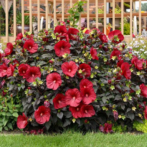 Hibiscus 'Holy Grail' ~ Summerific® Holy Grail Hibiscus