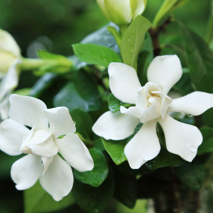 Gardenia jasminoides 'Radicans' ~ Miniature Gardenia